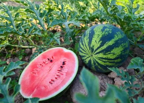 宜丰吃瓜,瓜果飘香，品味生活新风尚