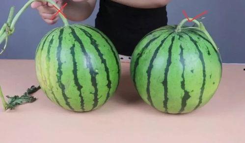 小时候吃甜的瓜会胖吗,体重变化之谜