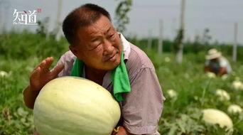 吃瓜河北邢台,邢台美食与文化之旅