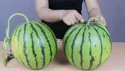 梦见邻居吃脆瓜很甜很香,邻居共享脆瓜甜蜜香气的温馨瞬间