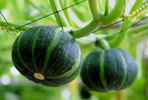 贵族吃瓜,揭秘古代贵族的“吃瓜”文化