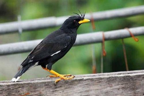 吃瓜八哥,揭秘娱乐圈幕后真相