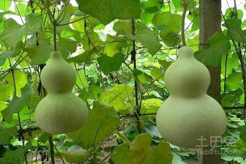葫芦瓜怎么吃图片,创意烹饪图解