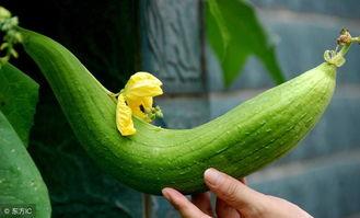 吃小瓜胖吗,吃小瓜真的会导致发胖吗？揭秘瓜类食物的真相