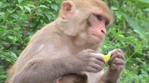 猴吃瓜表情包,趣味横生的网络文化现象