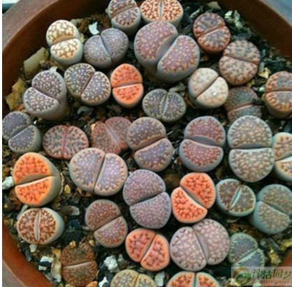 月子可以吃石瓜,营养美味两不误