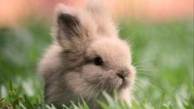 道具吃瓜兔兔,揭秘神秘道具的神奇力量