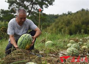 吃瓜群众罗源,吃瓜群众的视角,揭秘娱乐圈风云变幻