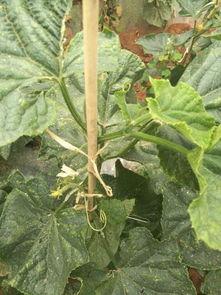 不长藤的瓜怎么吃,不藤生瓜的多样食法探索