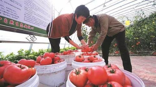 庙子镇吃瓜,瓜香四溢，品味夏日田园风情