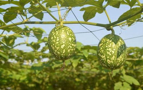 吊瓜猪肝可以吃吗,美味与营养并存，食用指南揭秘