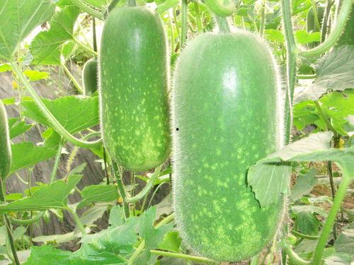 博雅吃瓜图片高清,高清图揭秘明星幕后趣事